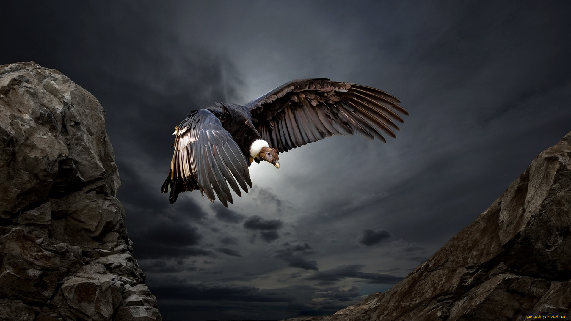 ,  - , condor